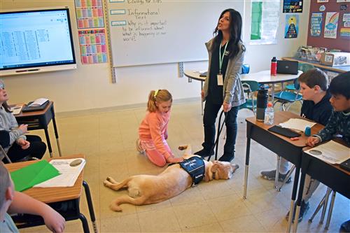 Therapy Dogs
